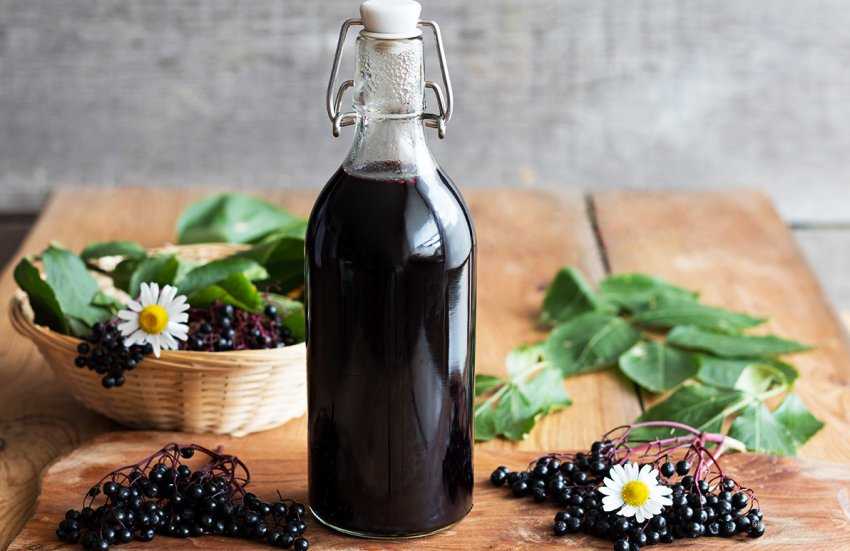 Вино из цветков черной бузины. домашнее виноделие