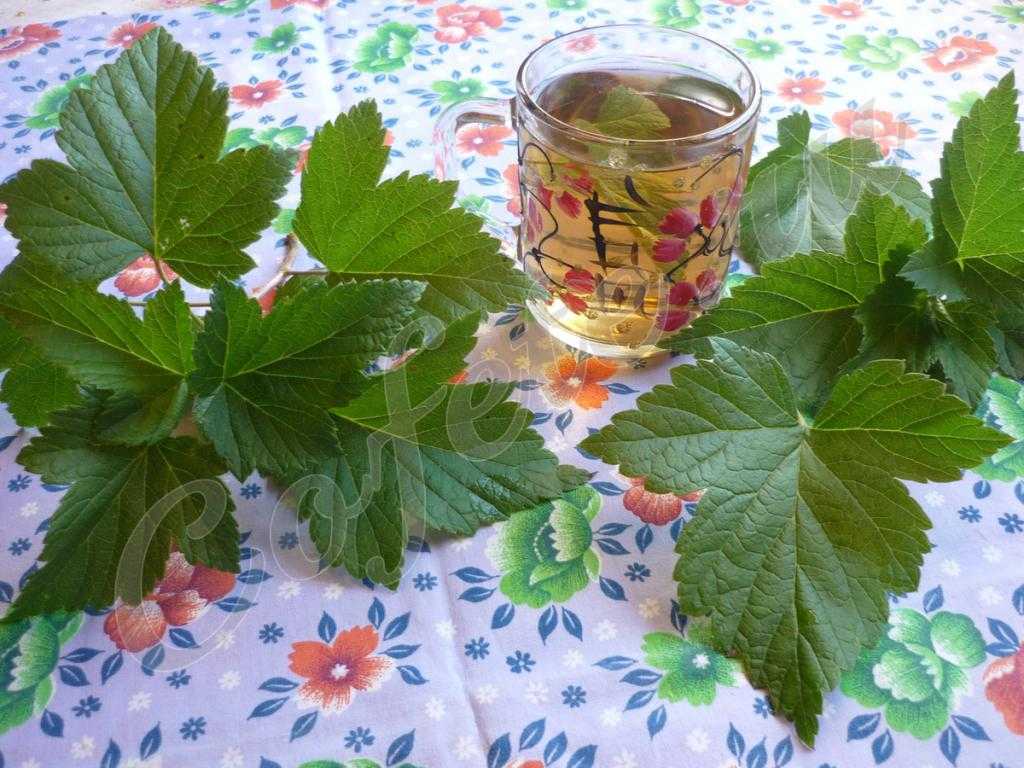 Лечебные свойства и противопоказания малины, рецепт чая и отвара из листьев растения