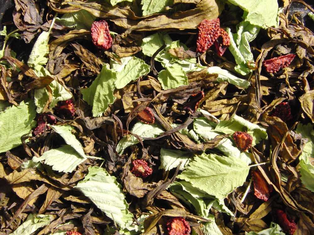 Земляничный чай и отвар: полезные свойства, заваривание