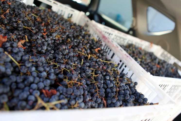 Вино из черного винограда: подготовка сырья и технология приготовления. рецепты домашнего вина из черного винограда