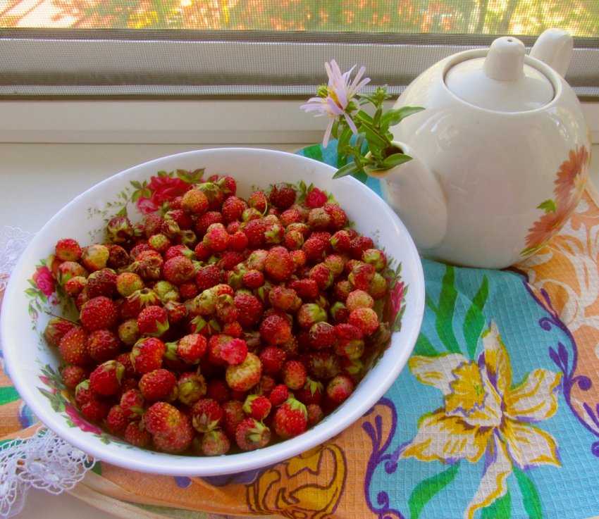 Как сушить землянику? как высушить ягоды для чая в домашних условиях в духовке и сушилке, полезные свойства сушеной земляники