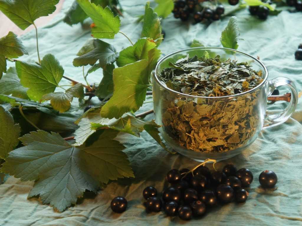Полезнейший ферментированный чай из листьев клубники — готовим в домашних условиях