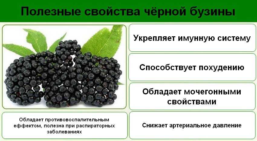 Бузина: лечебные, полезные свойства, противопоказания, ягоды бузины черной, рецепты, описание