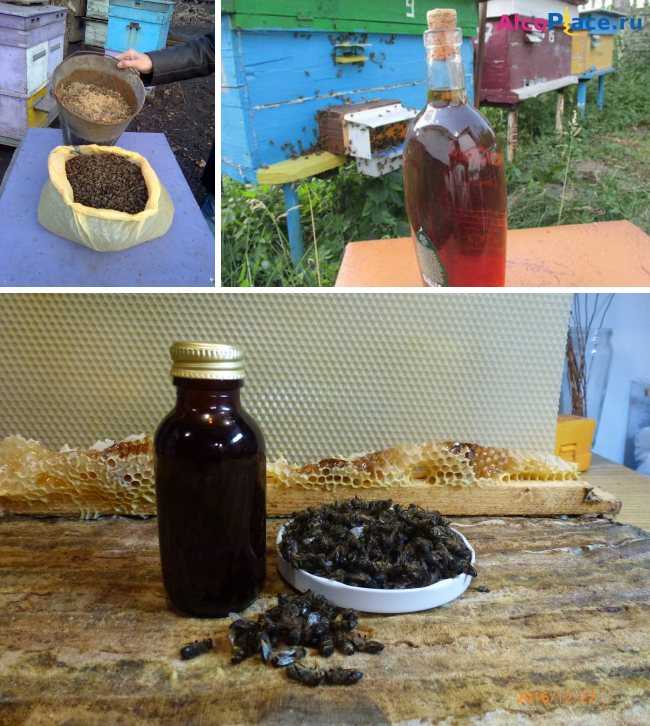 Пчелиный подмор - настойка на водке: при каких заболеваниях помогает, каковы популярные рецепты?