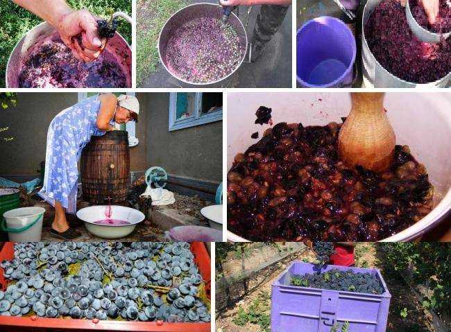 Как сделать из домашнего виноградного сока вино
