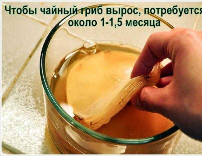 Чайный гриб - рецепт приготовления