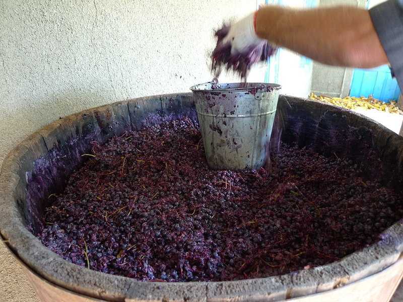 Как сделать вино — простые пошаговые рецепты вина из винограда в домашних условиях