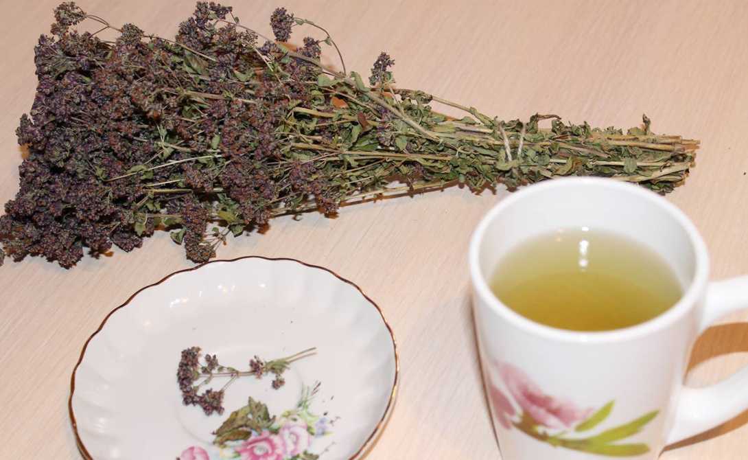 Полезные свойства чая с душицей и рецепты приготовления