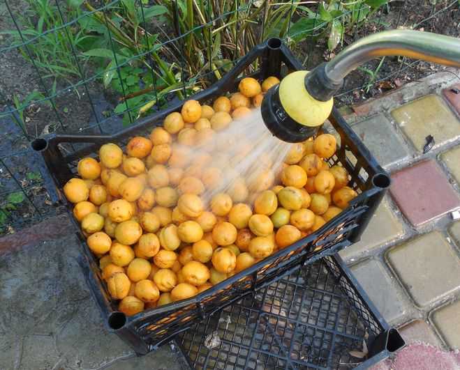 Рецепты абрикосового самогона, домашней настойки на абрикосах