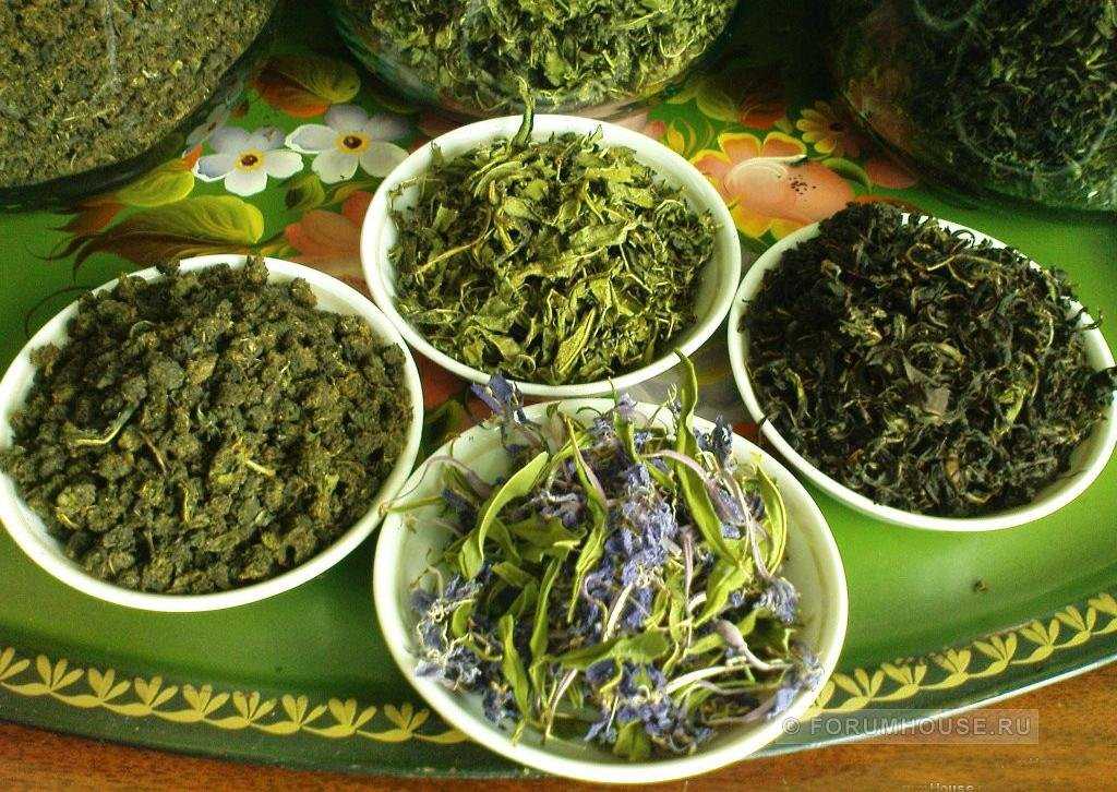 Ферментированный чай из листьев садовых и диких растений в домашних условиях