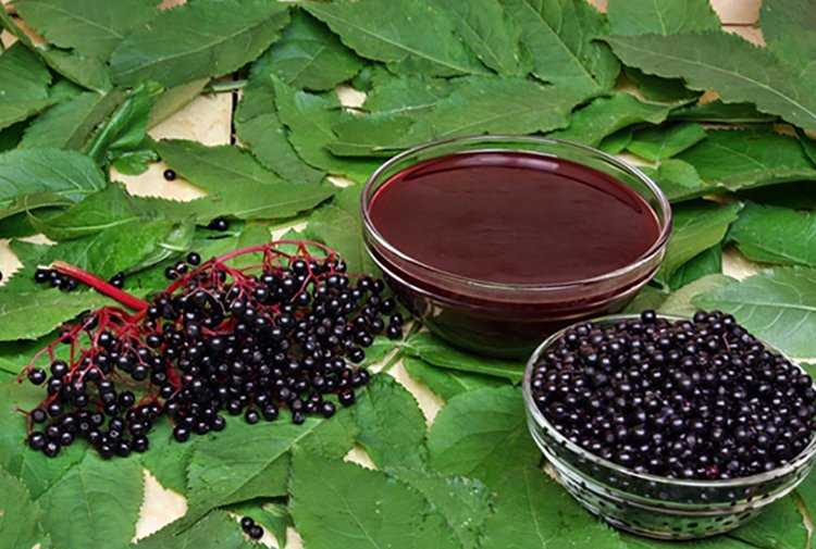 7 лечебных свойств черной бузины для здоровья, противопоказания и описание ягоды