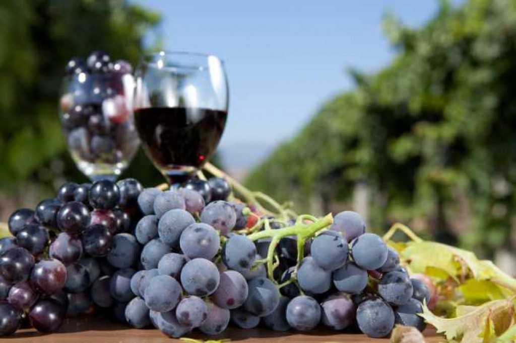 Вино из черного винограда в домашних условиях: 6 лучших рецептов приготовления