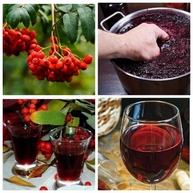 Домашнее вино из черноплодной рябины: 3 простых рецепта приготовления в домашних условиях