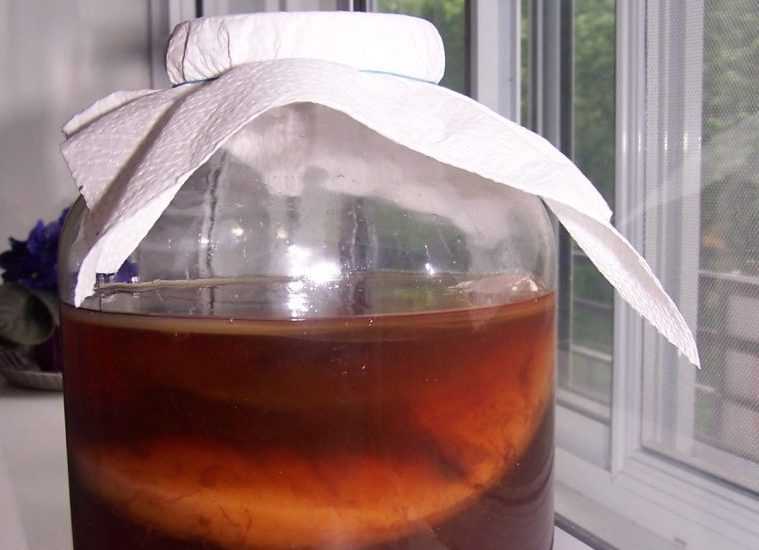 Чай с грибом рейши (трутовик): польза, противопоказания и отзывы