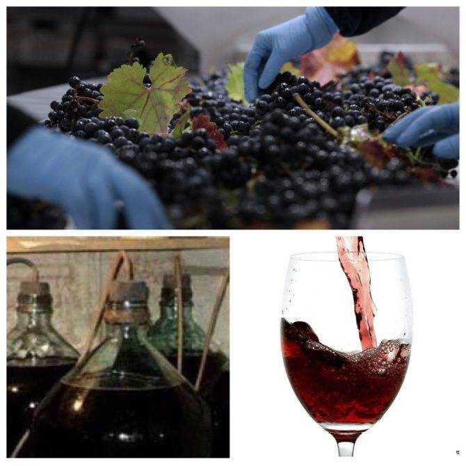Вино из винограда — простые рецепты в домашних условиях