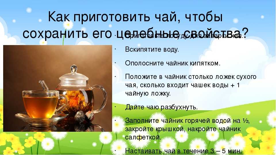 Простой и полезный чай из чаги: правила сбора, заваривания и употребления