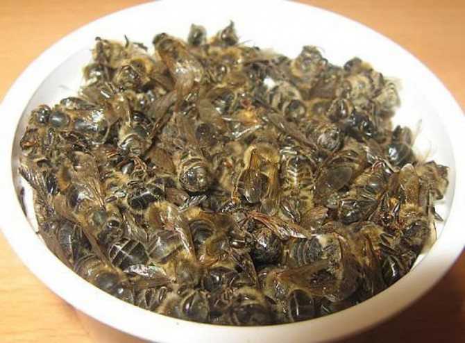 Пчелиный подмор - настойка на водке: при каких заболеваниях помогает, каковы популярные рецепты?