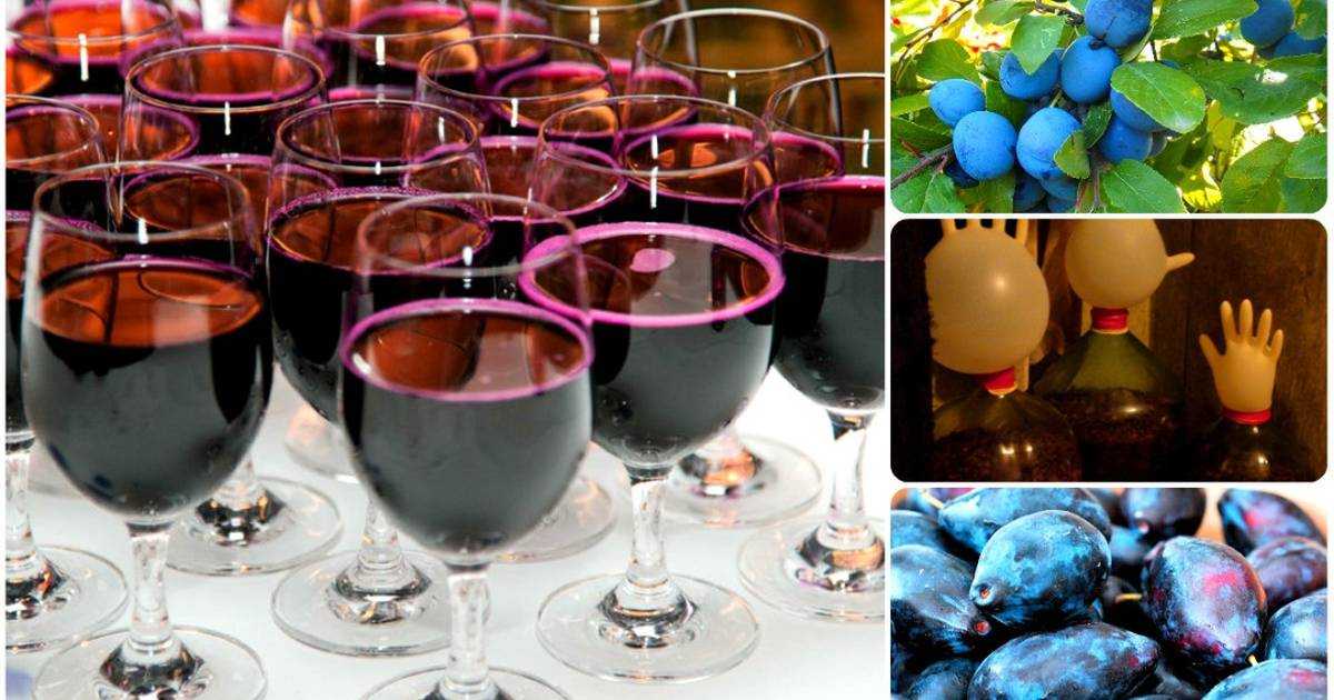 Как сделать вино из слив: рецепт приготовления в домашних условиях