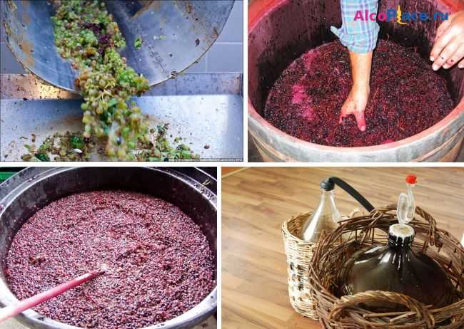 Самогон из винограда - как приготовить брагу в домашних условиях