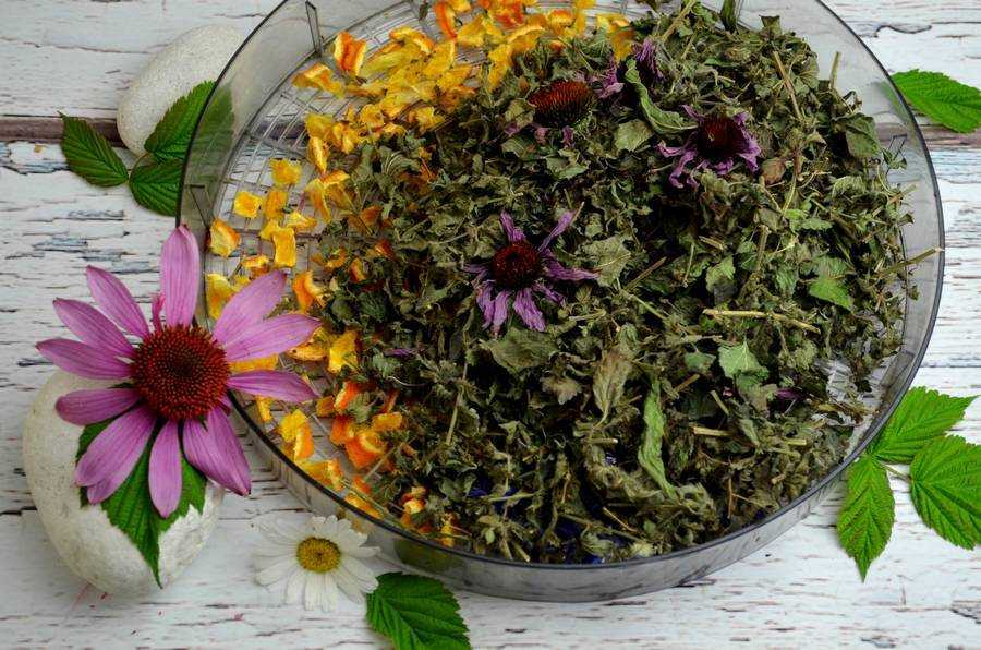 Чай с душицей: полезные свойства и вред для здоровья