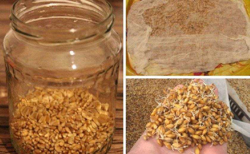 Водка из пшеницы в домашних условиях: простой рецепт своими руками, фото, видео