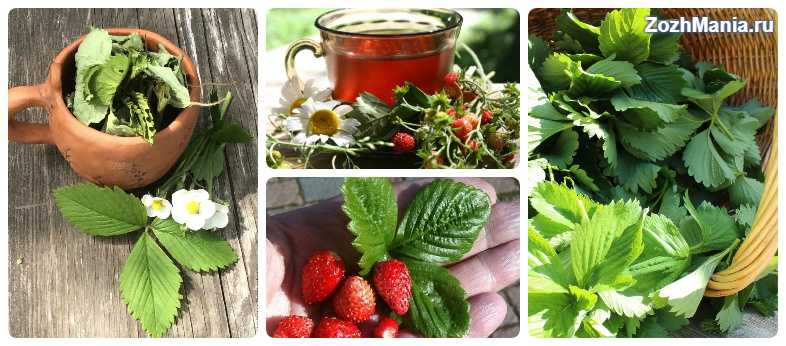 Травы и садовые растения для чая: польза, сбор и приготовление
