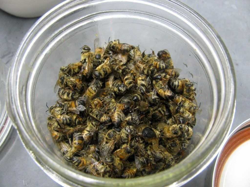 Рецепты и применение настоек пчелиного подмора на спирту, водке, воде