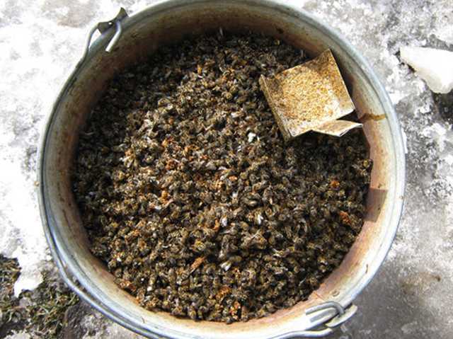 Настойка пчелиного подмора на спирту для суставов: как приготовить и применять, отзывы