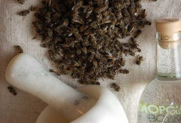Пчелиный подмор: приготовление настойки, отвара, мази