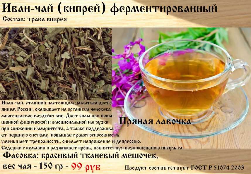 Чай из крапивы польза и вред, исследования лечебных свойств