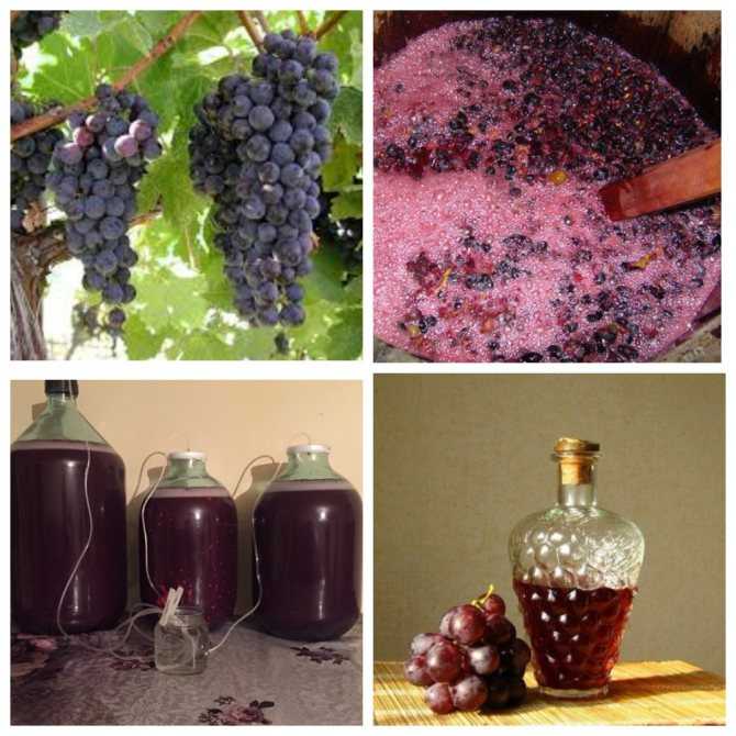Топ-10 лучших фруктов и ягод для домашнего вина – надежная подборка