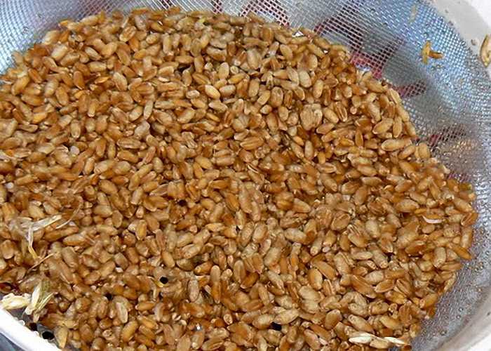 Проверенные рецепты браги для самогона из пшеницы в домашних условиях без дрожжей