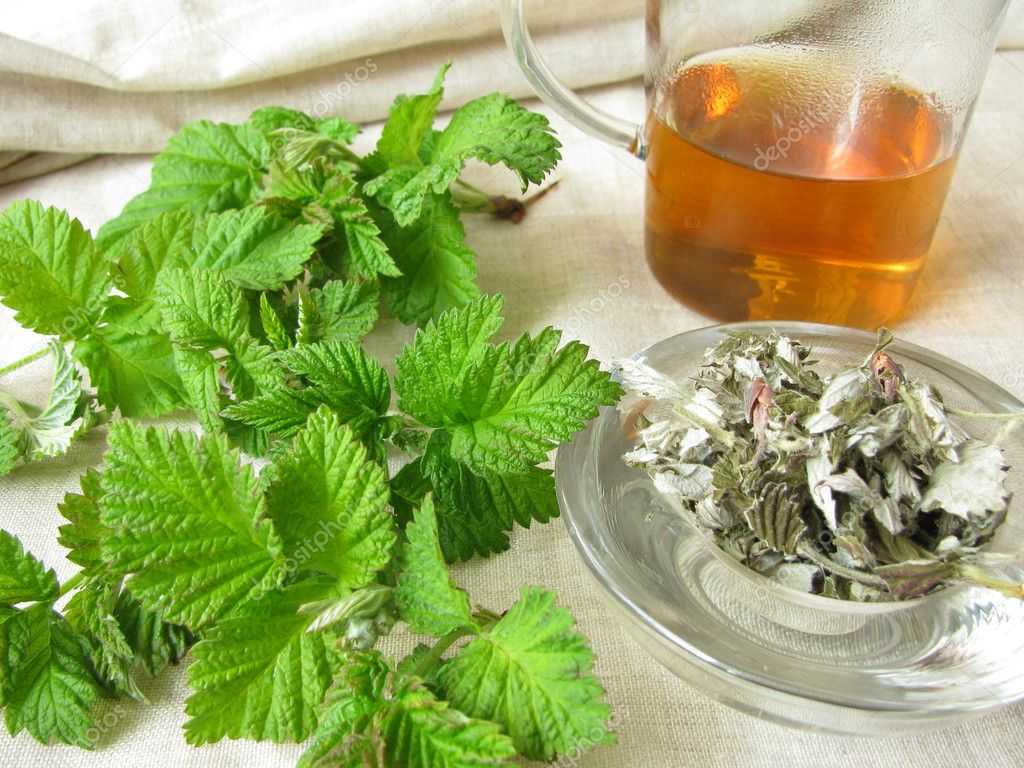 Полезные свойства и показания к применению чая и настойки из листьев ежевики
