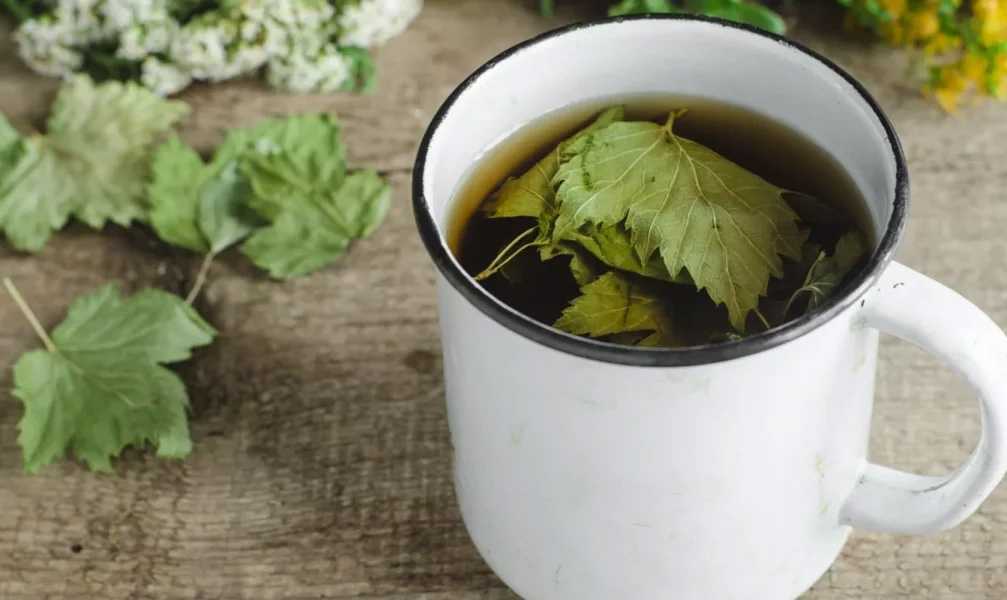 Чай из листьев смородины: лечебные свойства, противопоказания, лучшие рецепты
