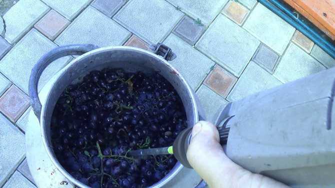 Чача из винограда в домашних условиях, простой рецепт