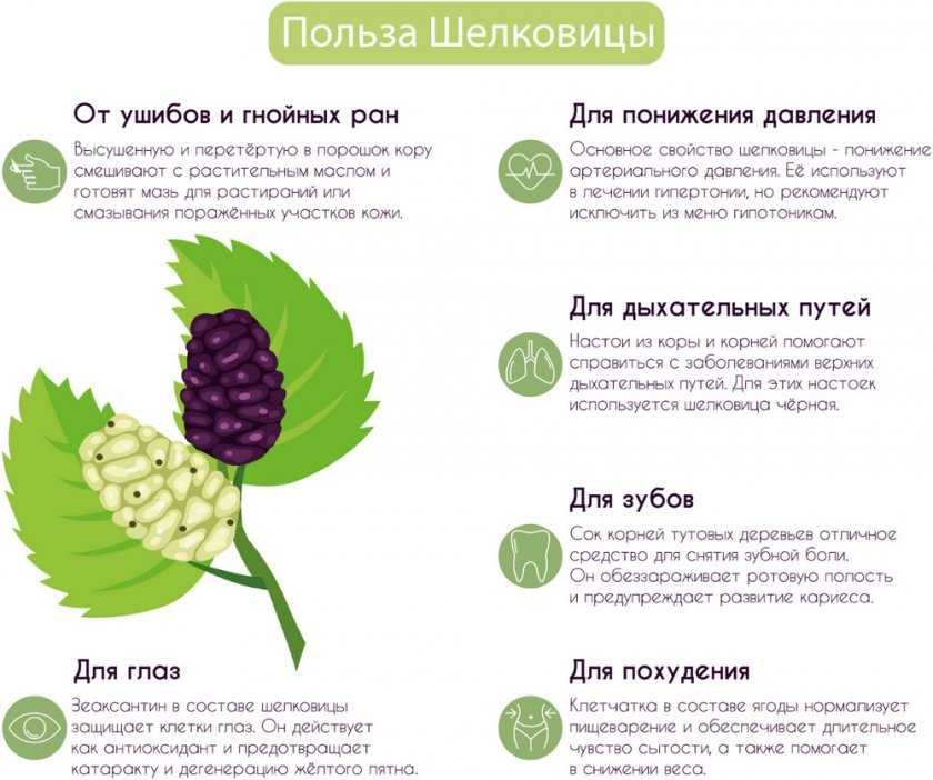 Листья шелковицы (9 фото): полезные и лечебные свойства и противопоказания при сахарном диабете. как пить чай тутового дерева?