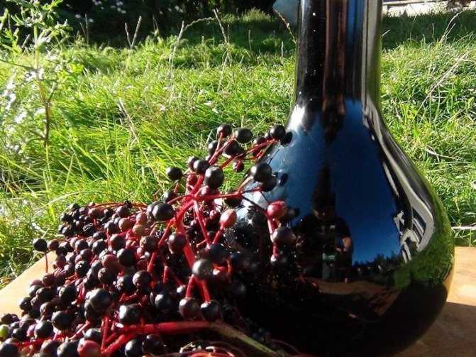 Домашнее вино из голубики: как быстро и правильно приготовить