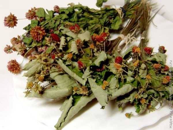 Чай из листьев земляники: польза и вред, рецепты, заготовка