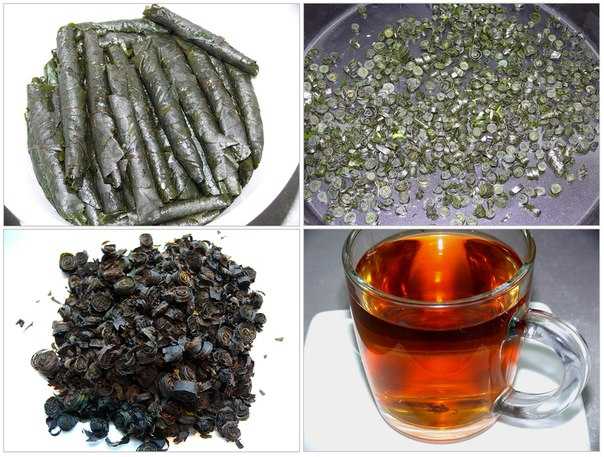 Как ферментировать листья смородины в домашних условиях? ферментация чая из листьев черной и красной смородины