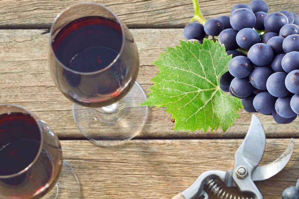 Вино из столового винограда: рецепты в домашних условиях