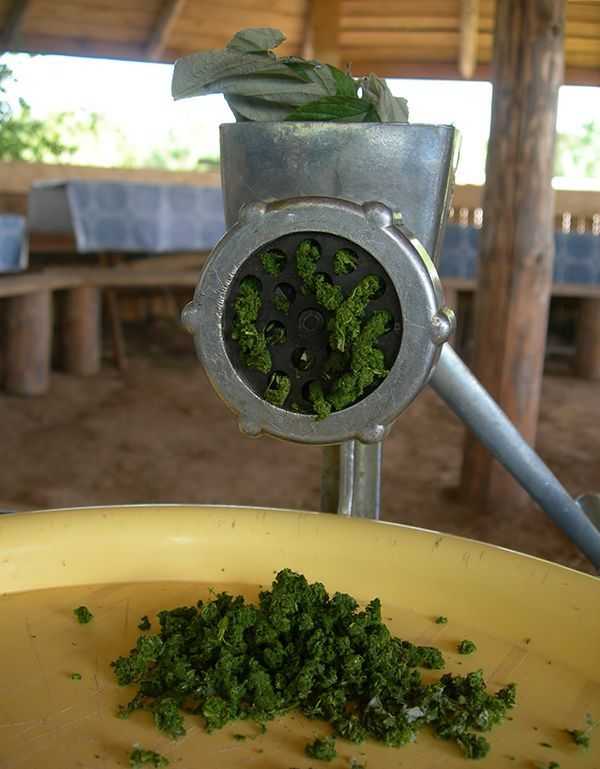 Чай из листьев смородины: лечебные свойства, противопоказания, лучшие рецепты