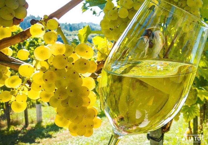 Вино из белого винограда - простые пошаговые рецепты для приготовления в домашних условиях