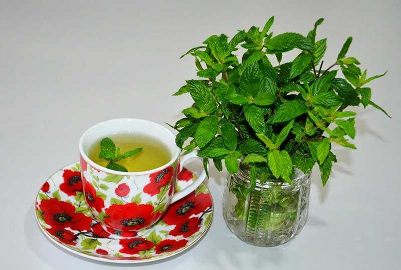 Чай с мелиссой: польза и вред, как заваривать (рецепт)