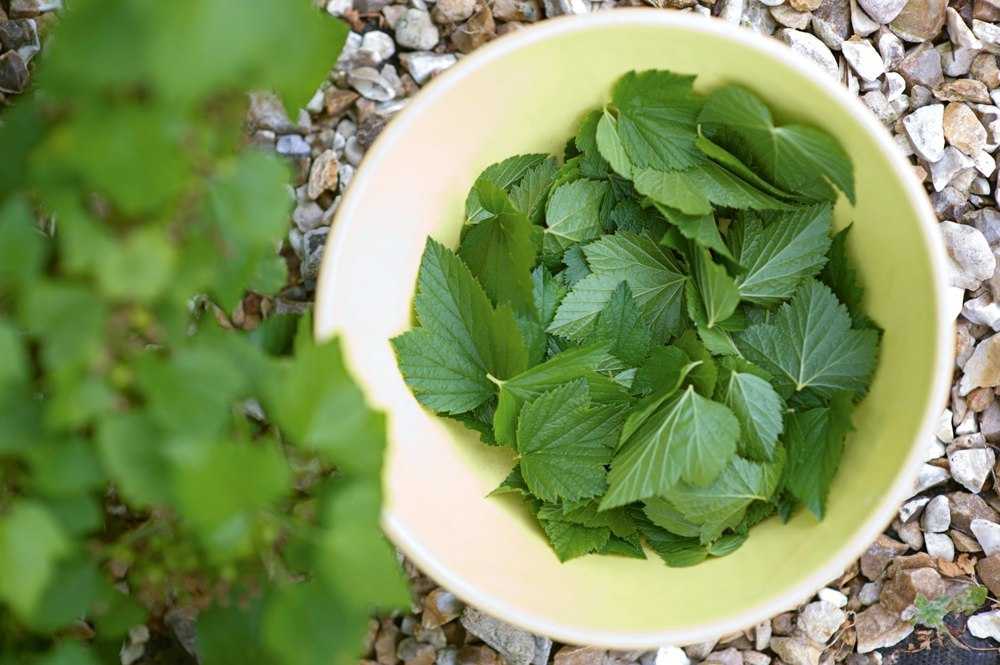 Ферментация листьев малины в домашних условиях - как ферментировать малиновый лист для чая правильно
