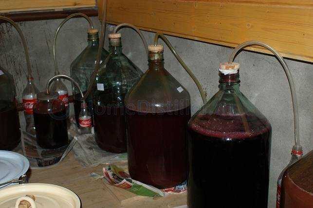 Простой рецепт вина из сливы в домашних условиях: фото, видео