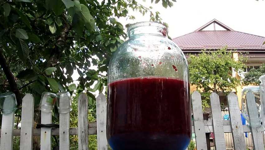 Вино из ягод: простой рецепт в домашних условиях, как сделать ягодное вино из замороженной смородины
