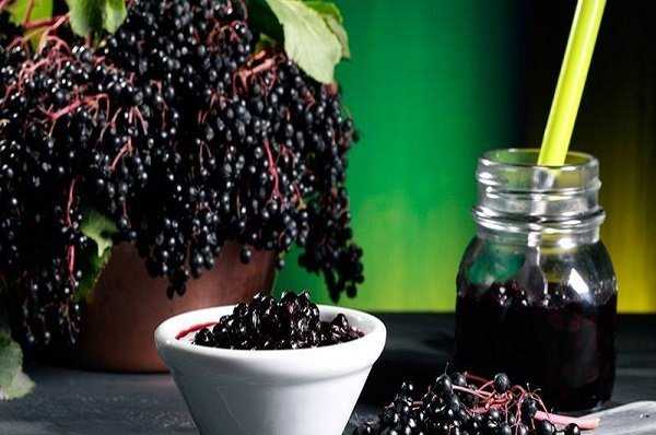 Рецепты вин из черной бузины – простые и не очень