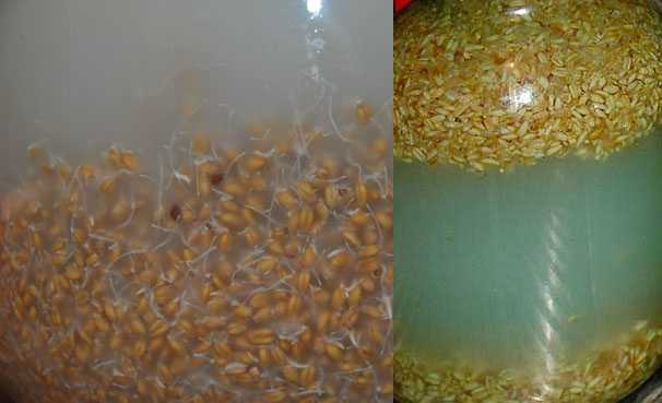 Приготовление самогона из пшеницы: популярные рецепты и технологии