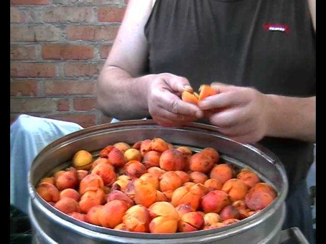 Рецепты и технология приготовления абрикосового самогона в домашних условиях
