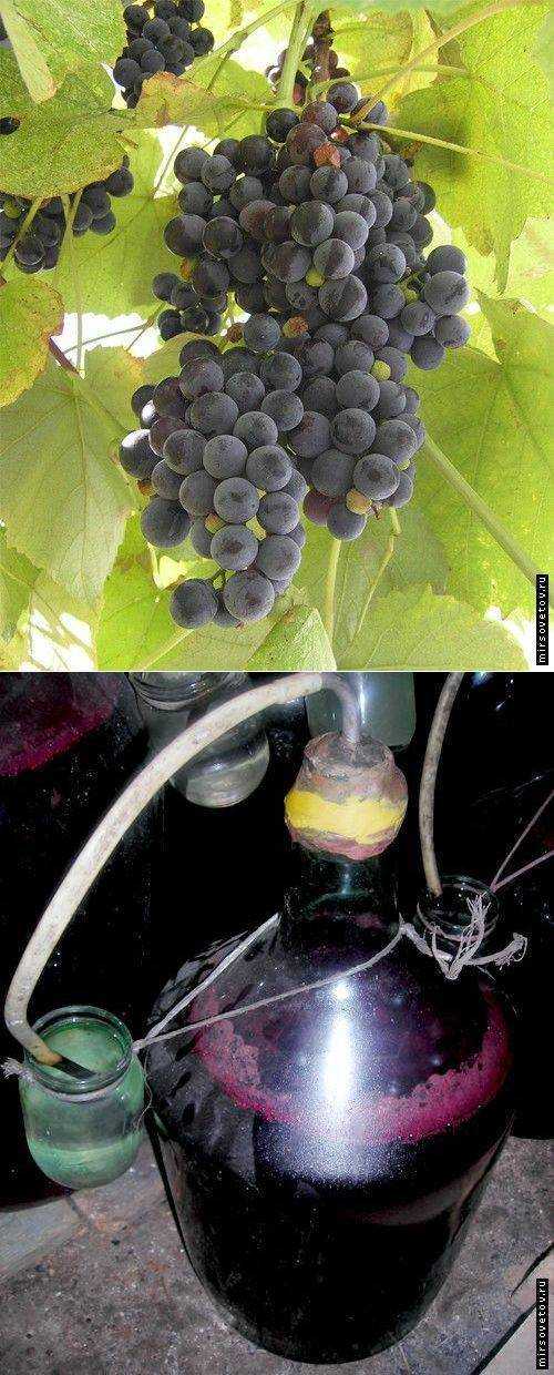 Готовим домашнее вино из винограда лидия